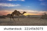 Camels walking freely on the desert at sealine beach of Qatar