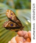 Small photo of Caligo atreus, the yellow-edged giant owl, is a butterfly of the family Nymphalidae. The species can be found from Mexico to Peru. The wings of a young insect take shape.