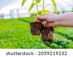 Pepper seedling, a girl holding a pepper in her hand, a healthy root system. Growing seedlings in a greenhouse.