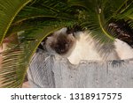 Siamese Cat In A Garden Tub