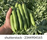 Small photo of Organic homegrown broad beans in woman's hand, with broad bean plats behind