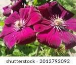 Blooming Clematis Rouge...