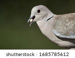 Eurasian Collared Dove ...