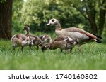 Egyptian Goose Family With Many ...