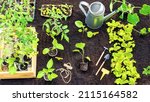 Small photo of Planting vegetable seedlings in garden beds with black soil. Planting eggplant, tomato and pepper seedlings in open ground in spring with garden tools. Sprouts in wooden crate.
