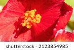 Yellow Stamens Of Red Begonia...