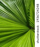 Small photo of Licuala Grandis, the ruffled fan palm, Vanuatu fan palm or Palas palm is a species of palm tree in the family Arecaceae, native to Vanuatu, an island in Pasific. Beautiful green ruffled leaf.