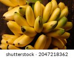 Lady Finger bananas are diploid cultivars of Musa acuminata. They are small, thin skinned, and sweet. Pisang emas. a bunch of fresh golden bananas. 