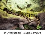 Small photo of Royal python snake. Reptile and reptiles. Amphibian and Amphibians. Tropical fauna. Wildlife and zoology. Nature and animal photography.