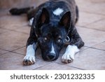 Small photo of Beautiful black and white akita mutt dog. Mixed and cross-breed. Animal and pet photography.
