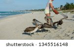 A Woman Feeds Pelicans Chicks....