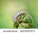 Light Hairy Caterpillar With...