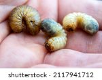 Larvae Of The Bronze Beetle Or...