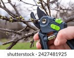 Small photo of A gardener prunes a plum tree with pruning shears in a spring garden.