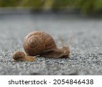 big mother helix snail and small child snail on road trip