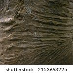 Small photo of The dark background of the crust of the tropical tree. Annotation dark marble stone wallpaper. Abstract artistic background.