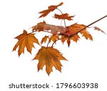 Branch Of Maple Tree With...