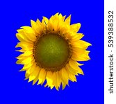 sunflower isolated on blue... | Shutterstock . vector #539388532