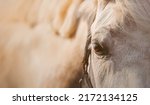 Small photo of Portrait of a white beautiful horse with a halter on its muzzle and brown eyes, illuminated by warm sunlight. Livestock.