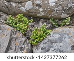 Small photo of Wall Rue growing on a stone wall
