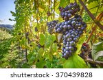 Grape Vines At Harvest Time