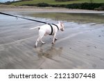English Bull Terrier Par Beach...
