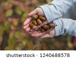child holds in hands lot of ripe acorns. material for creativity. Walk through the autumn oak forest. Walk with the child in the park. acorn