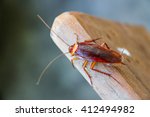 Cockroach On Wooden 