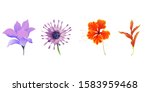 purple magnolia. purple... | Shutterstock . vector #1583959468