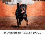 Black And Brown Rottweiler Dog...