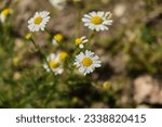 Small photo of Chamomile flower field. Camomile in the nature. Field of camomiles at sunny day at nature. Camomile daisy flowers in summer day. Chamomile flowers field wide background in sun light