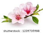 Blooming almond flowers on a thin branch isolated on white background. Macro, studio shot.