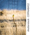 Small photo of Colorado Meadowlark Perched on a Stalk.