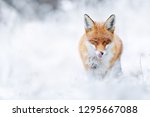 Fox Front View In Cold Winter...