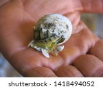 Small photo of A baby Tortoise starts to break out of its shell, its shell visible through the small opening that it has started to make over a mans hand.