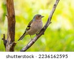 Common Chaffinch Bird Sitting...