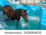 Horse during aqua therapy in a...
