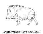A Peccary  Also Javelina Or...