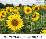 close up yellow sunflowers in... | Shutterstock . vector #1323586505