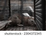 Small photo of House rat trapped inside and cornered in a metal mesh mousetrap cage. Rat in a cage or rat trap at home or office on white background. Close-up mice or rat caught in a trap.