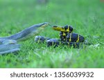 Small photo of Fighting,the fight of two snakes to seize power