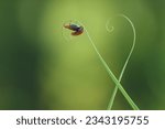 Ladybugs  mating  animals ...