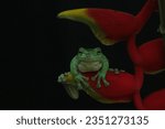 Small photo of toad, green toad, green toad in a banana flower on a black background
