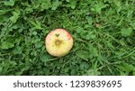 Small photo of The Love Apple