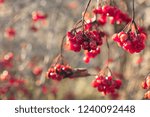 Small photo of Viburnum red berries kalyn
