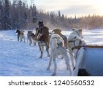 Dog sled in YellowKnife, Northwest Territories, Canada