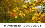 Small photo of Autumn, also known as fall. As day and night temperatures decrease, trees change color and then shed their leaves. from the ancient Etruscan root autu- and has connotations in it Along the way