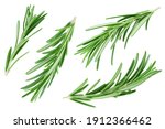 Small photo of Rosemary twig and leaves isolated on white background. Collection