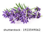 Lavender flowers isolated on...