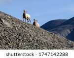 Siberian Bighorn Sheep  Ovis...